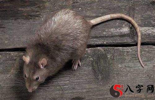 梦见自己打死老鼠