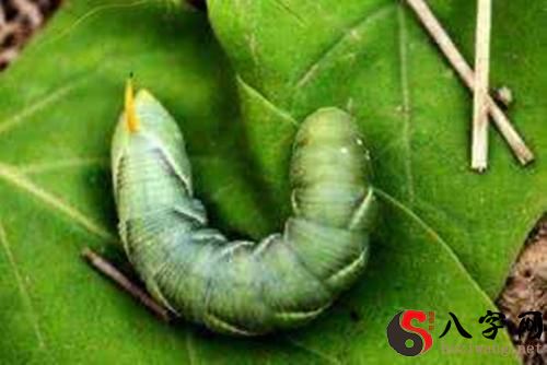 梦见绿色大虫